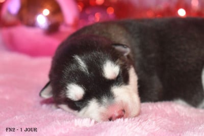 Les chiots de Siberian Husky
