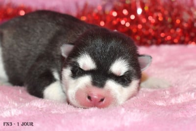 Les chiots de Siberian Husky