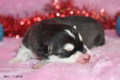 Les chiots de Siberian Husky