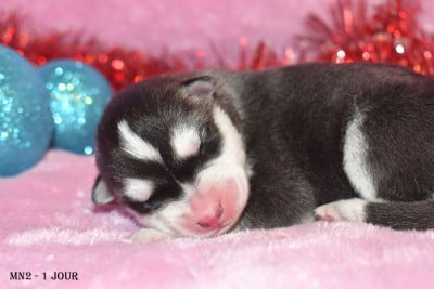 Les chiots de Siberian Husky