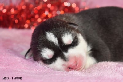 Les chiots de Siberian Husky