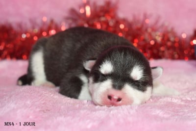Les chiots de Siberian Husky