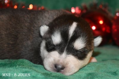 Les chiots de Siberian Husky