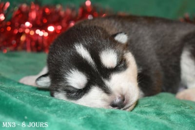 Les chiots de Siberian Husky