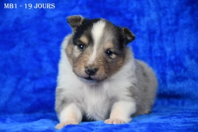 Les chiots de Shetland Sheepdog