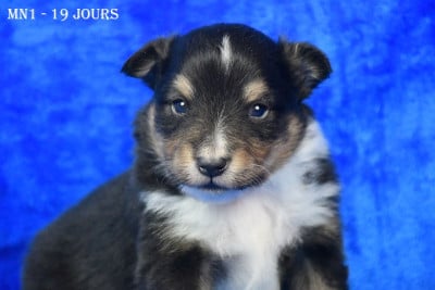 Les chiots de Shetland Sheepdog