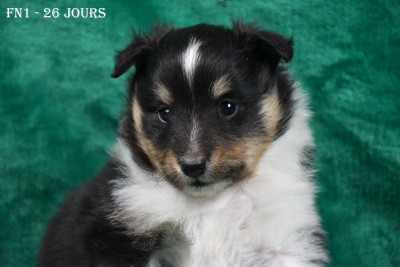 Les chiots de Shetland Sheepdog