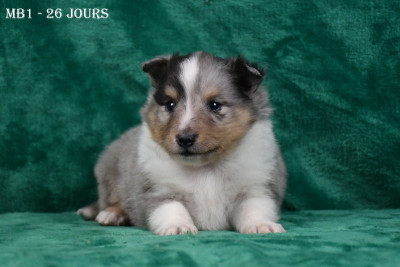 Les chiots de Shetland Sheepdog