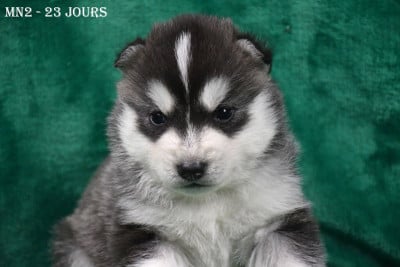 Les chiots de Siberian Husky