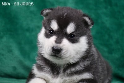 Les chiots de Siberian Husky