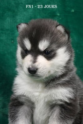 Les chiots de Siberian Husky