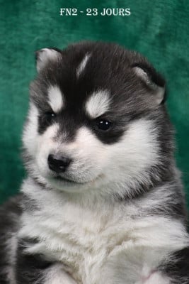 Les chiots de Siberian Husky