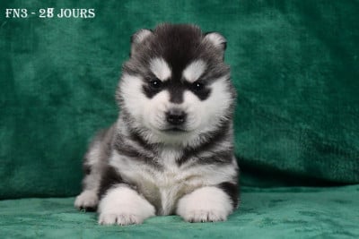 Les chiots de Siberian Husky