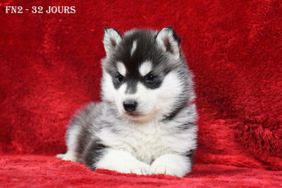 Les chiots de Siberian Husky