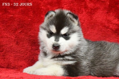 Les chiots de Siberian Husky