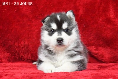Les chiots de Siberian Husky
