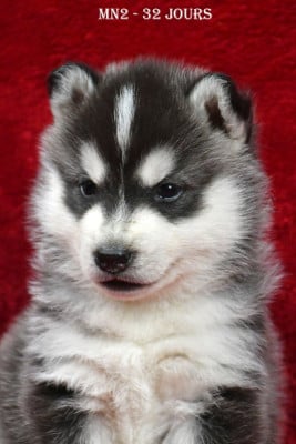 Les chiots de Siberian Husky
