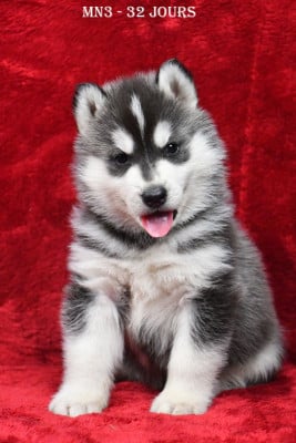 Les chiots de Siberian Husky