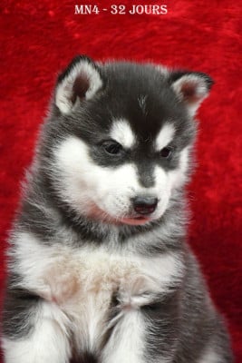 Les chiots de Siberian Husky