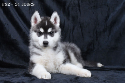 Les chiots de Siberian Husky