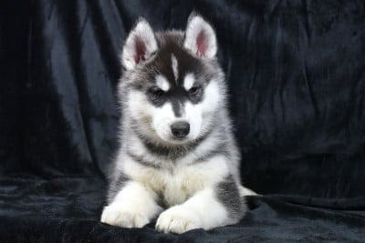 Les chiots de Siberian Husky