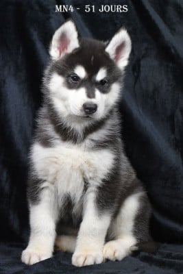 Les chiots de Siberian Husky