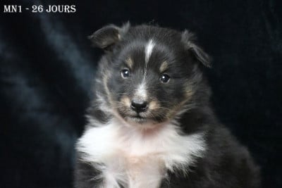 Les chiots de Shetland Sheepdog