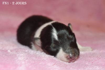 Les chiots de Shetland Sheepdog
