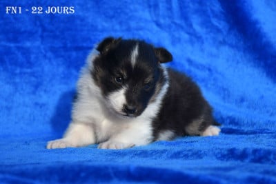 Les chiots de Shetland Sheepdog