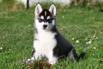 Les chiots de Siberian Husky