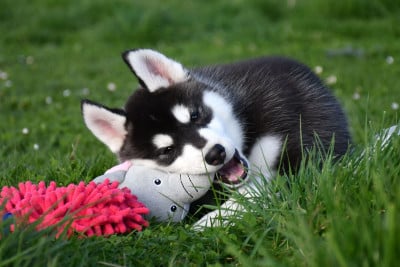 Les chiots de Siberian Husky