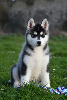 Les chiots de Siberian Husky