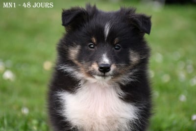 Les chiots de Shetland Sheepdog