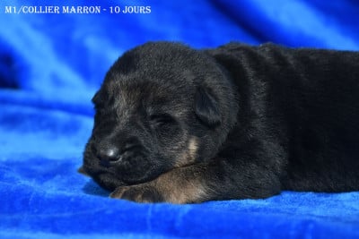 Les chiots de Berger Allemand