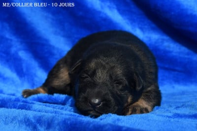 Les chiots de Berger Allemand
