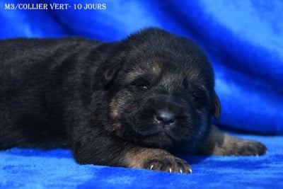 Les chiots de Berger Allemand