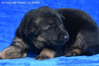 Les chiots de Berger Allemand