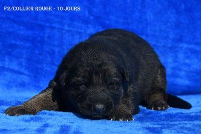 Les chiots de Berger Allemand