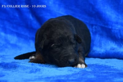 Les chiots de Berger Allemand