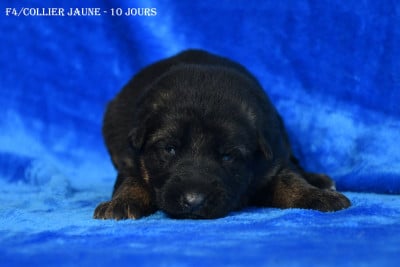 Les chiots de Berger Allemand