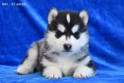 Les chiots de Siberian Husky