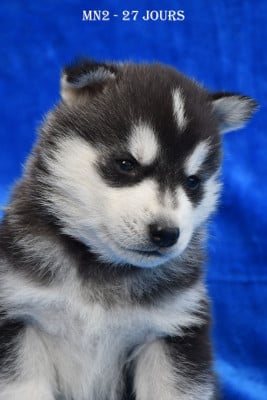 Les chiots de Siberian Husky