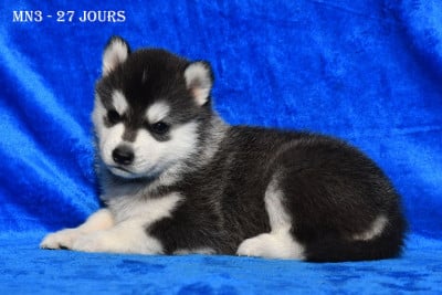 Les chiots de Siberian Husky