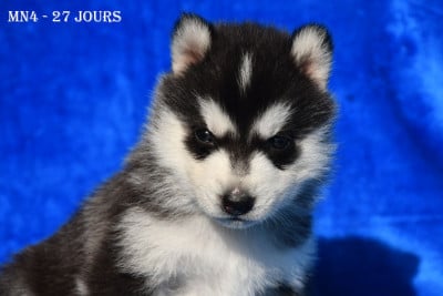 Les chiots de Siberian Husky