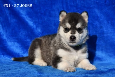 Les chiots de Siberian Husky