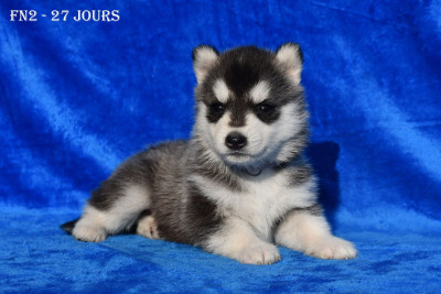 Les chiots de Siberian Husky