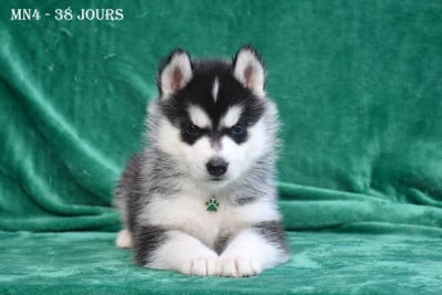 Les chiots de Siberian Husky