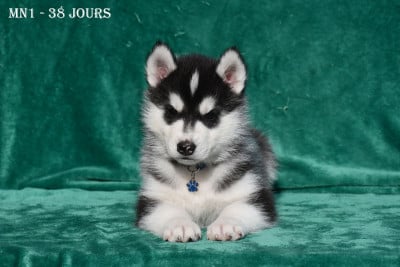 Les chiots de Siberian Husky