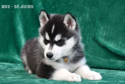 Les chiots de Siberian Husky