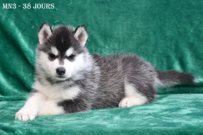 Les chiots de Siberian Husky